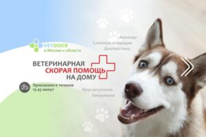 Ветеринарная клиника Vetdocs в БЦ Атолл Сеть