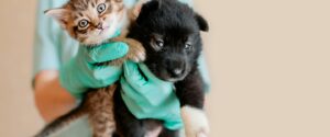 Ветеринарная клиника Любимчик на Бульваре Дмитрия Донского Сеть