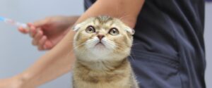 Многопрофильный ветеринарный центр Здоровье животных Сеть